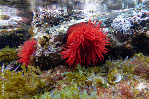 Beadlet Anemones (Actinia schmidti, formerly Actinia equina) in Mediterranean Sea photo