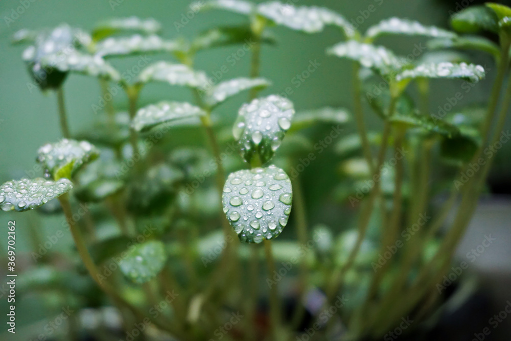 Baby melon with the remaining water on the leaves Baby melon with the remaining water on the leaves