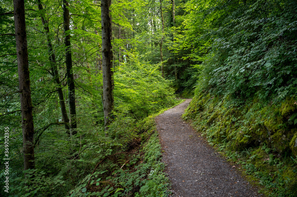 Wanderweg zu den Giessbachfällen durch den Wald