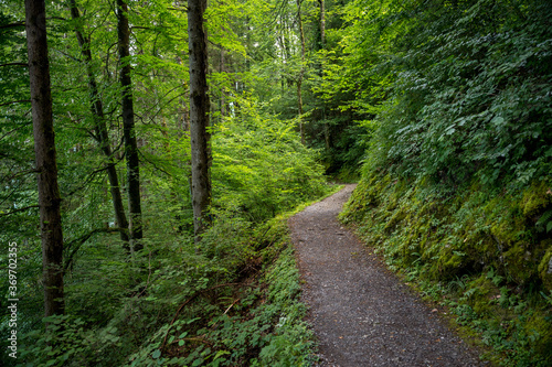 Wanderweg zu den Giessbachfällen durch den Wald