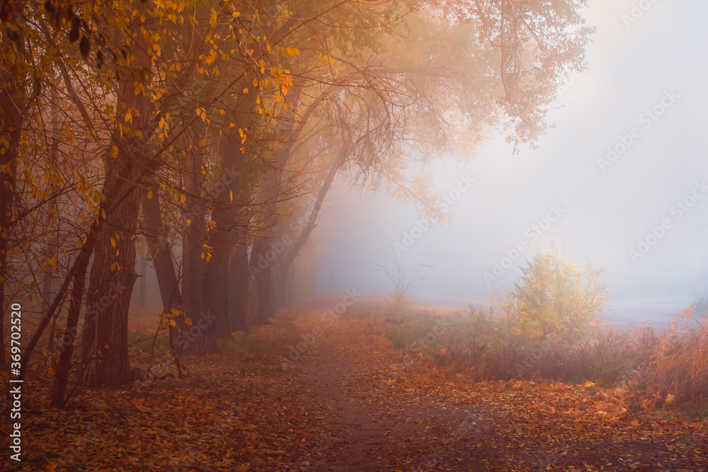 Fototapeta premium Autumn morning fog. Path of fallen leaves. The sun in the branches of trees.