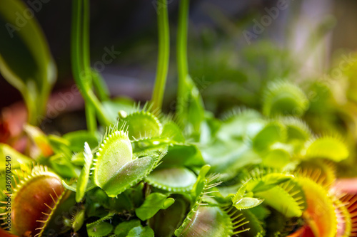 Venus flytrap carnivorous plant close-up view photo