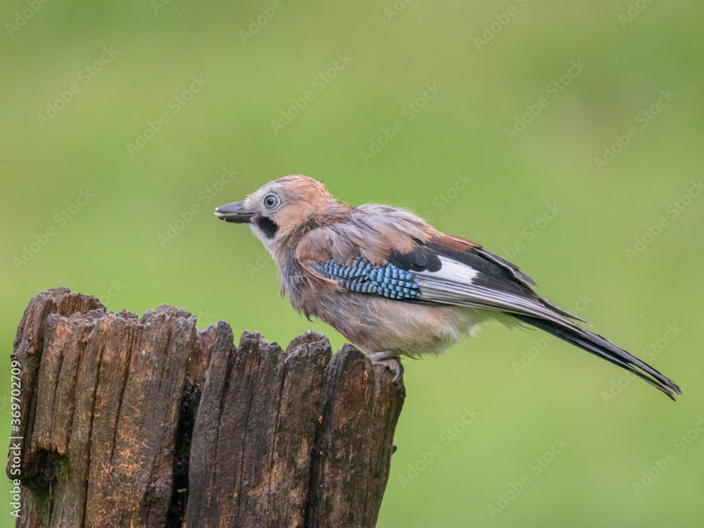 Fototapeta premium Eurasian Jay (Garrulus glandarius) Scotland, UK