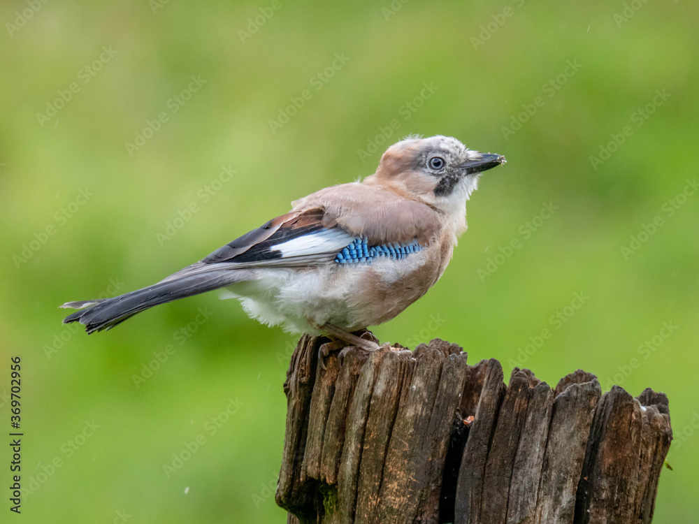 Eurasian Jay (Garrulus glandarius) Scotland, UK Eurasian Jay (Garrulus glandarius) Scotland, UK