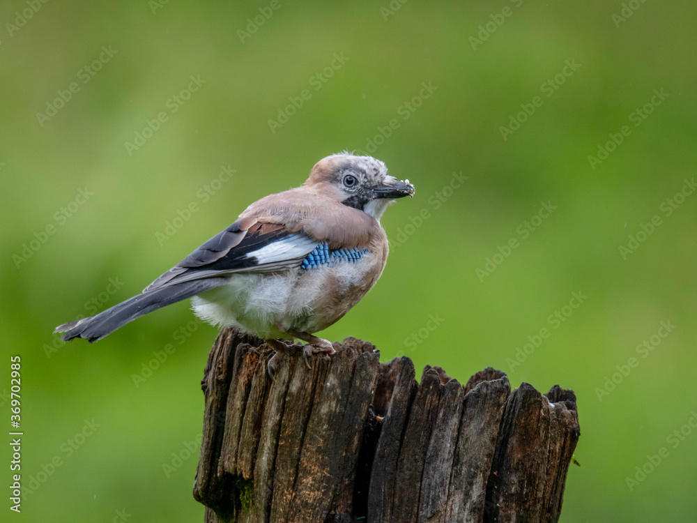 Fototapeta premium Eurasian Jay (Garrulus glandarius) Scotland, UK