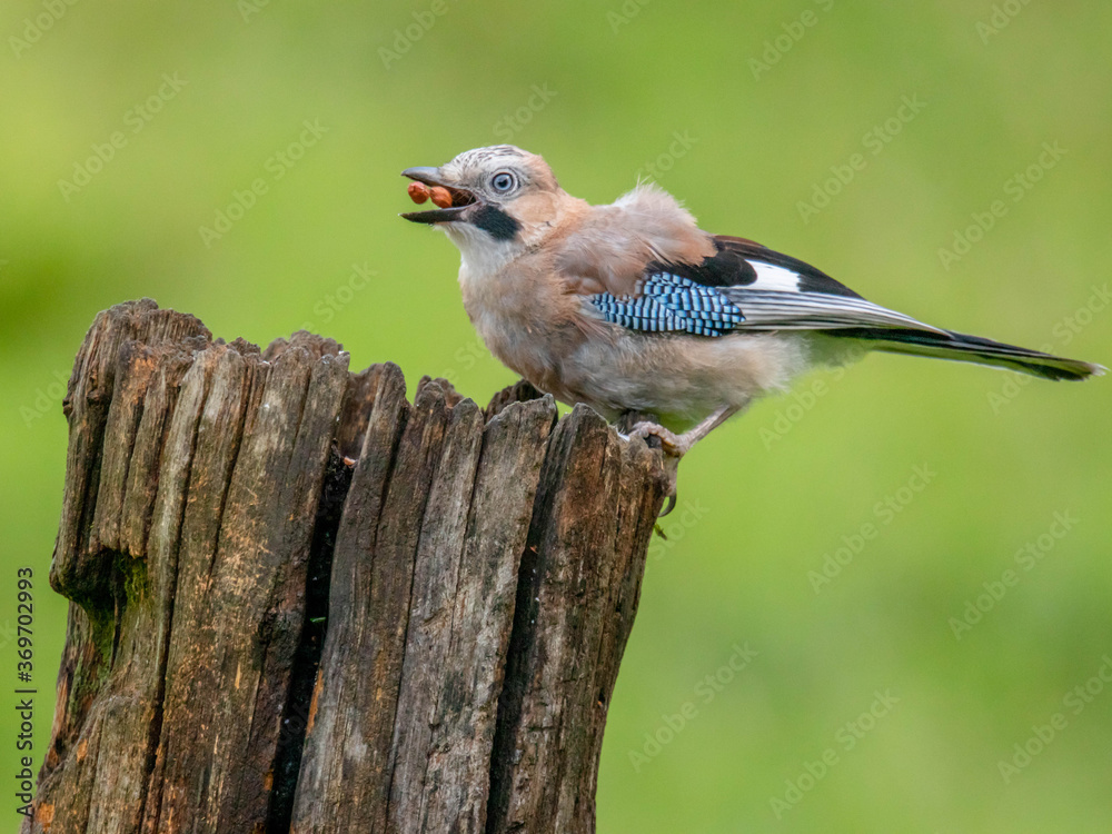 Eurasian Jay (Garrulus glandarius) Scotland, UK Eurasian Jay (Garrulus glandarius) Scotland, UK