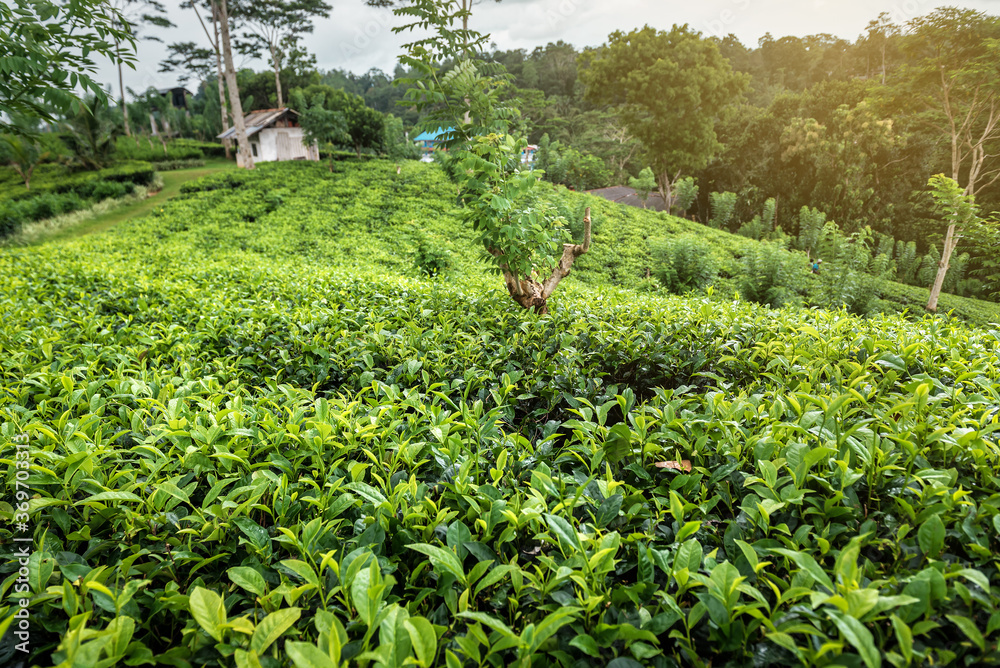 tea plantation on Sri Lanka