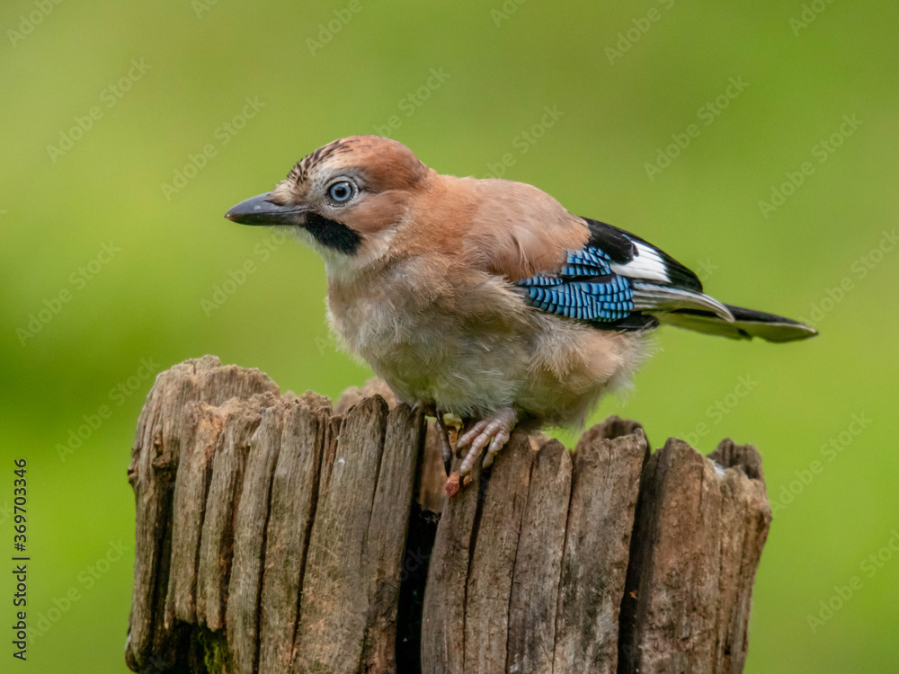 Eurasian Jay (Garrulus glandarius) Scotland, UK