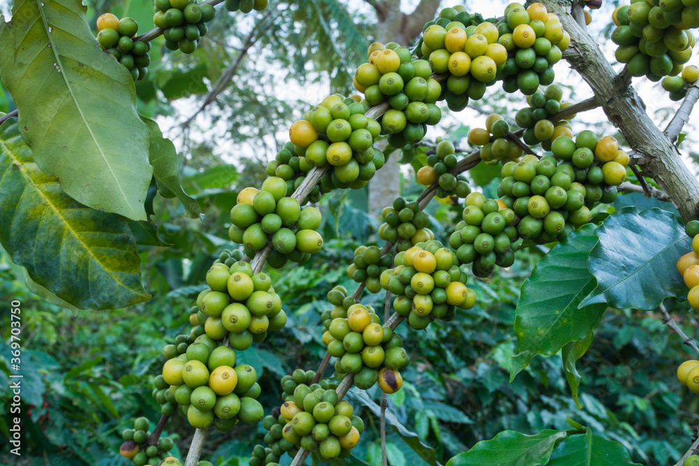 Coffee beans on tree in farm Coffee beans on tree in farm