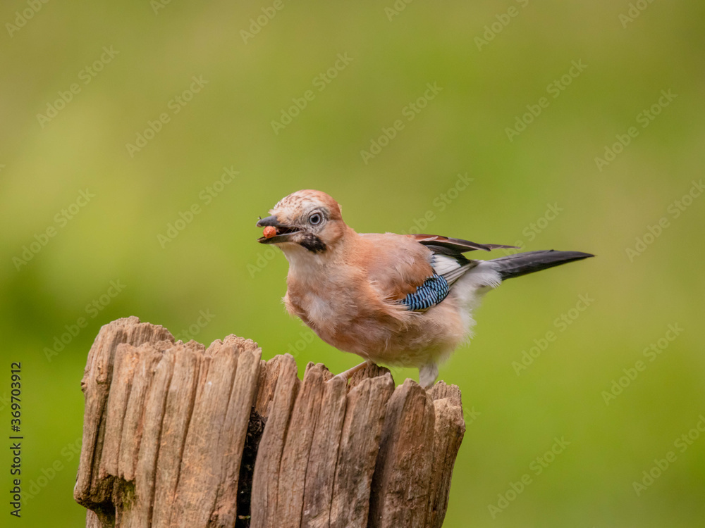Fototapeta premium Eurasian Jay (Garrulus glandarius) Scotland, UK