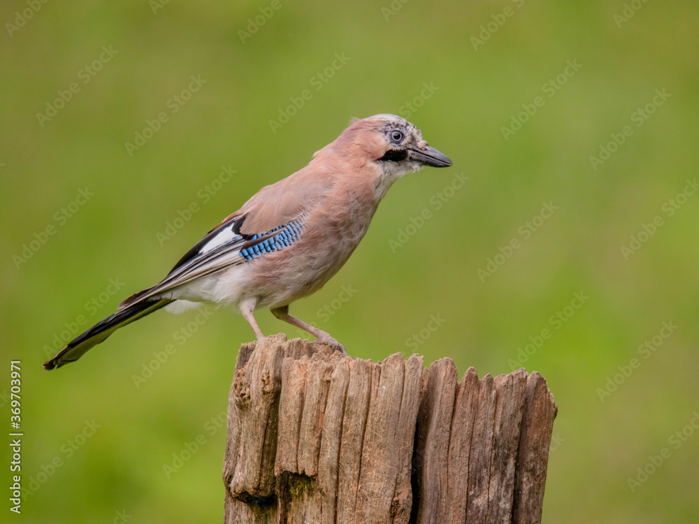 Eurasian Jay (Garrulus glandarius) Scotland, UK Eurasian Jay (Garrulus glandarius) Scotland, UK