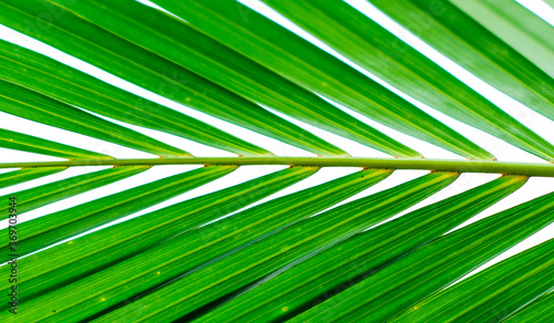 Green palm tree on white background © thawatpong