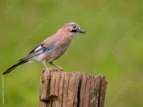 Eurasian Jay (Garrulus glandarius) Scotland, UK