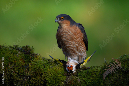 Sparrowhawk (Accipiter nisus), perched sitting on a plucking post with prey. Scotland, UK