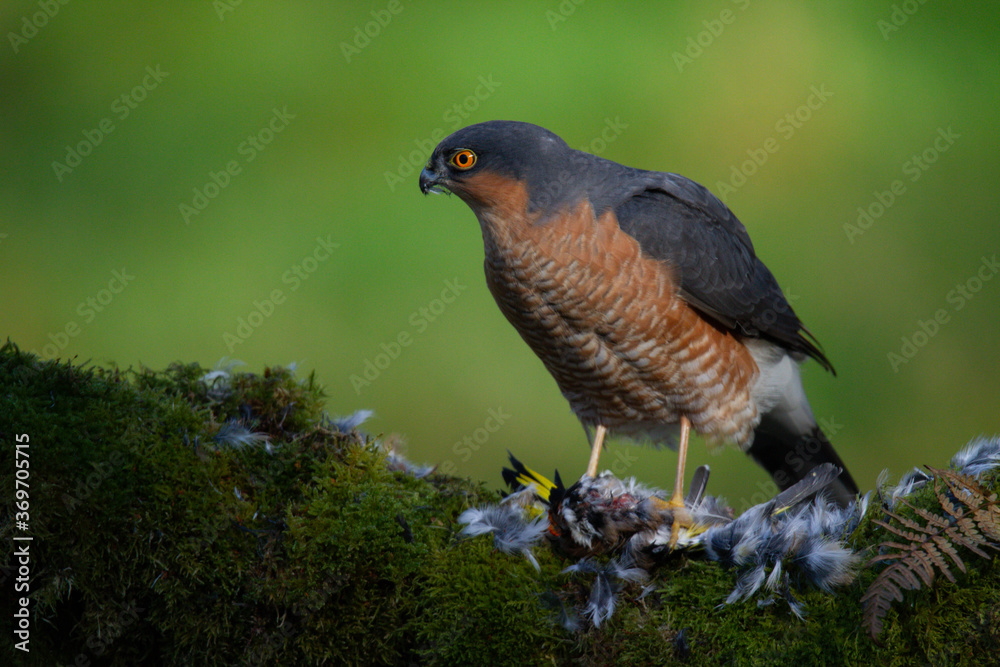 Sparrowhawk (Accipiter nisus), perched sitting on a plucking post with prey. Scotland, UK
