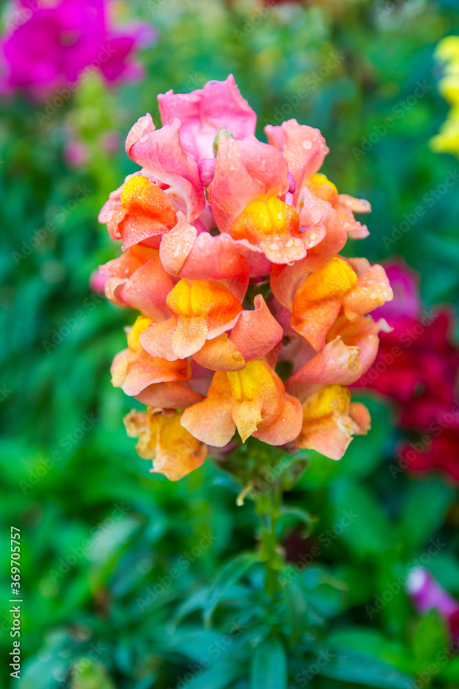 crimson antirrhinum (snapdragon) flower crimson antirrhinum (snapdragon) flower