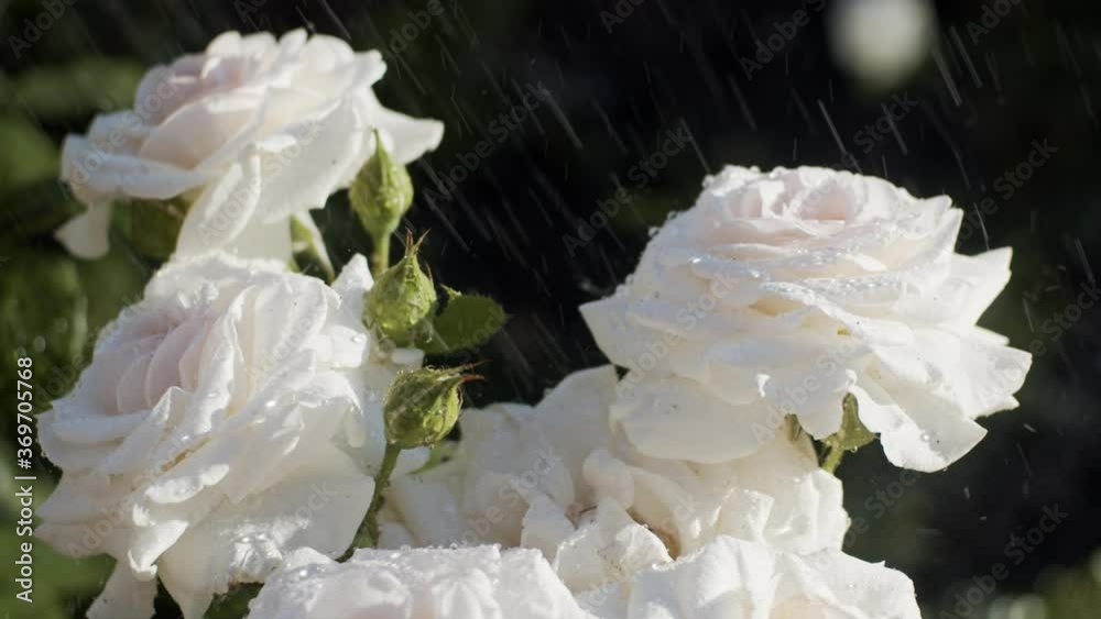 White roses in garden on sunny day under the rain, close up, slow motion (120 fps to 25 fps) White roses in garden on sunny day under the rain, close up, slow motion (120 fps to 25 fps)