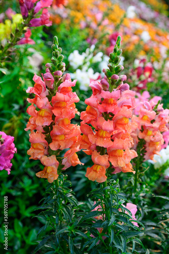 Tableau sur toile crimson antirrhinum (snapdragon) flower