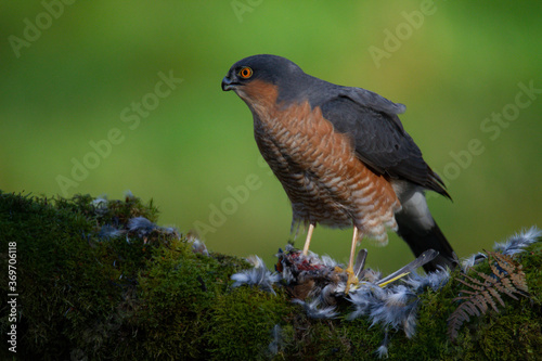 Sparrowhawk (Accipiter nisus), perched sitting on a plucking post with prey. Scotland, UK