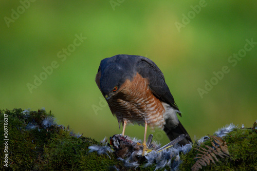 Wallpaper Mural Sparrowhawk (Accipiter nisus), perched sitting on a plucking post with prey. Scotland, UK Torontodigital.ca