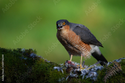 Sparrowhawk (Accipiter nisus), perched sitting on a plucking post with prey. Scotland, UK