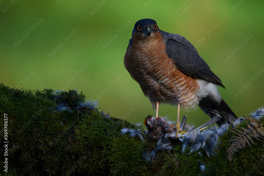 Fototapeta premium Sparrowhawk (Accipiter nisus), perched sitting on a plucking post with prey. Scotland, UK