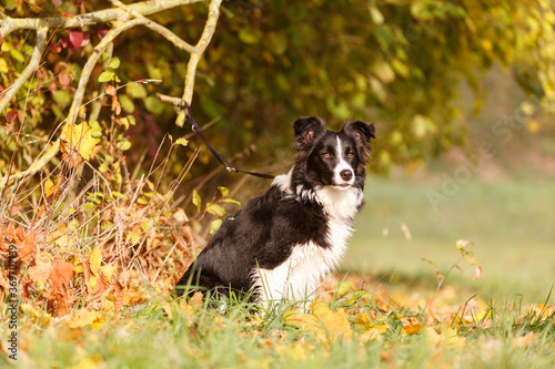 Border Collie im Herbstlaub