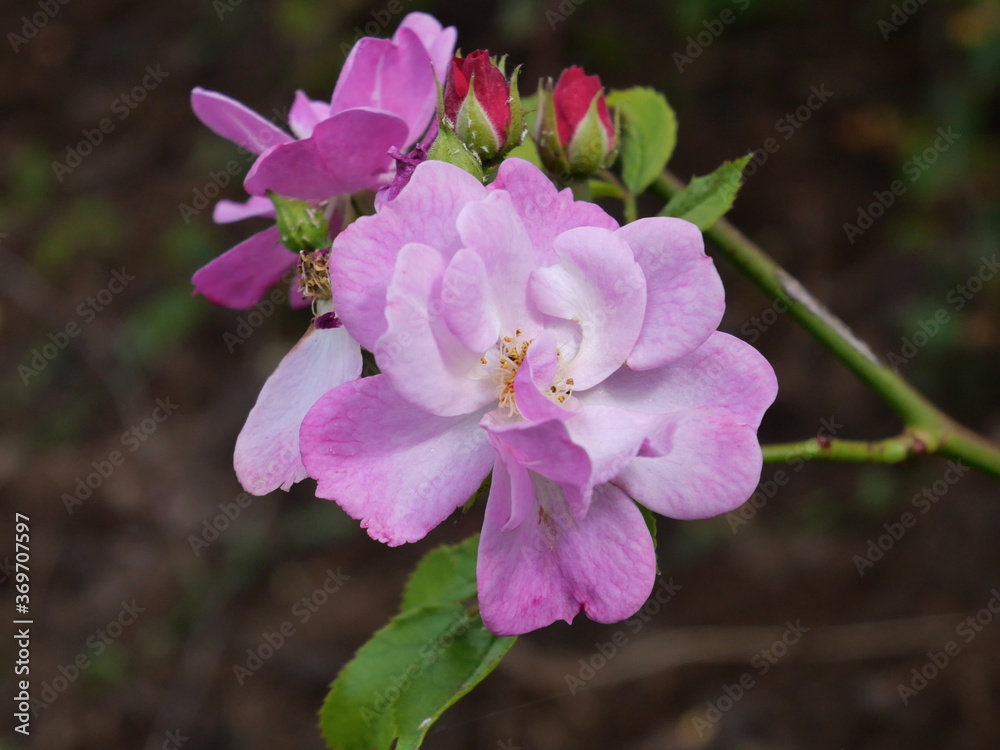 Fototapeta premium Melastome family