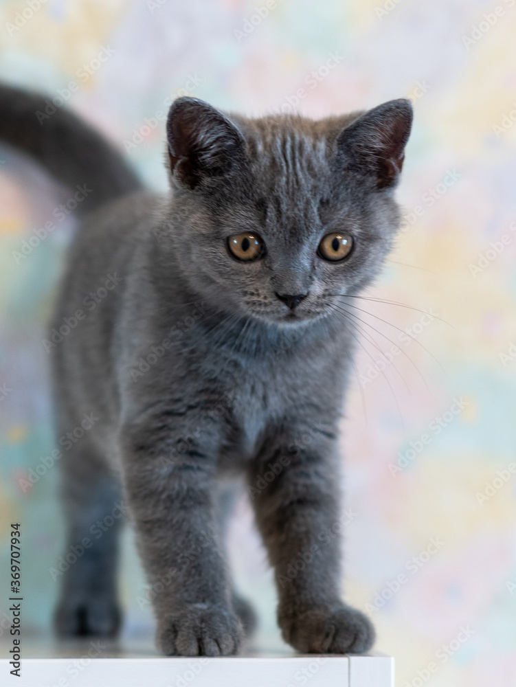 Portrait of cute blue british short hair kitten. Selective  focus.