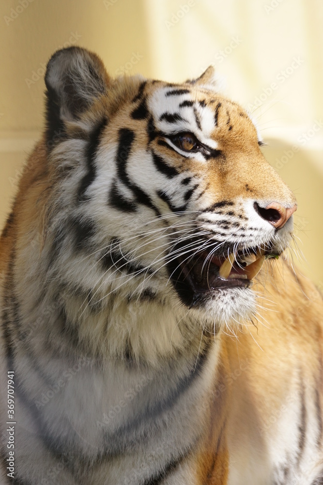 Naklejka premium アムールトラ