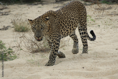 leopard walking