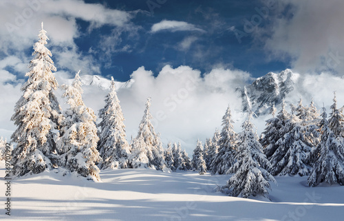 Beautiful winter majestic landscape with snow on trees. Wild nature