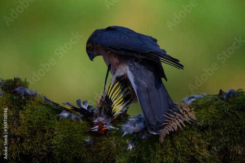Fotografía Sparrowhawk (Accipiter nisus), perched sitting on a plucking post with prey