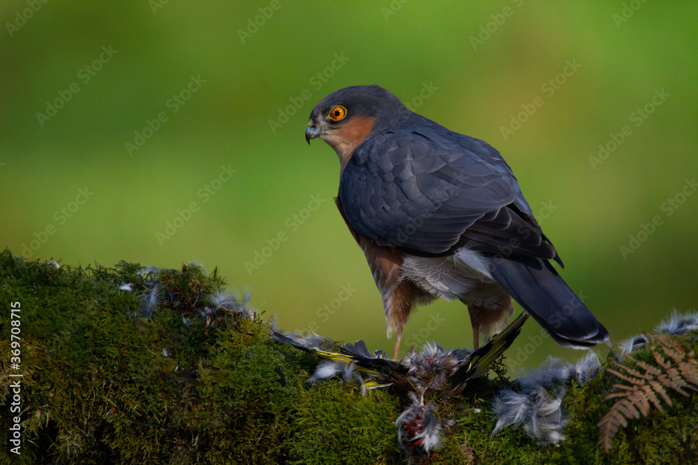 Fototapeta premium Sparrowhawk (Accipiter nisus), perched sitting on a plucking post with prey. Scotland, UK