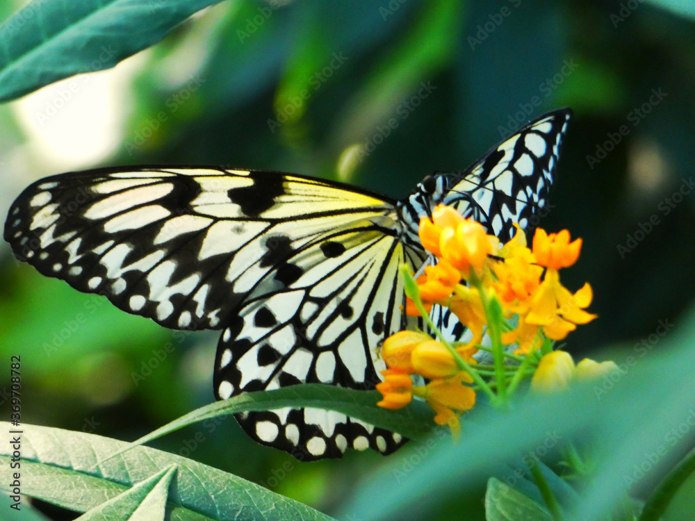 Naklejka premium Schmetterling weiße Baumnymphe