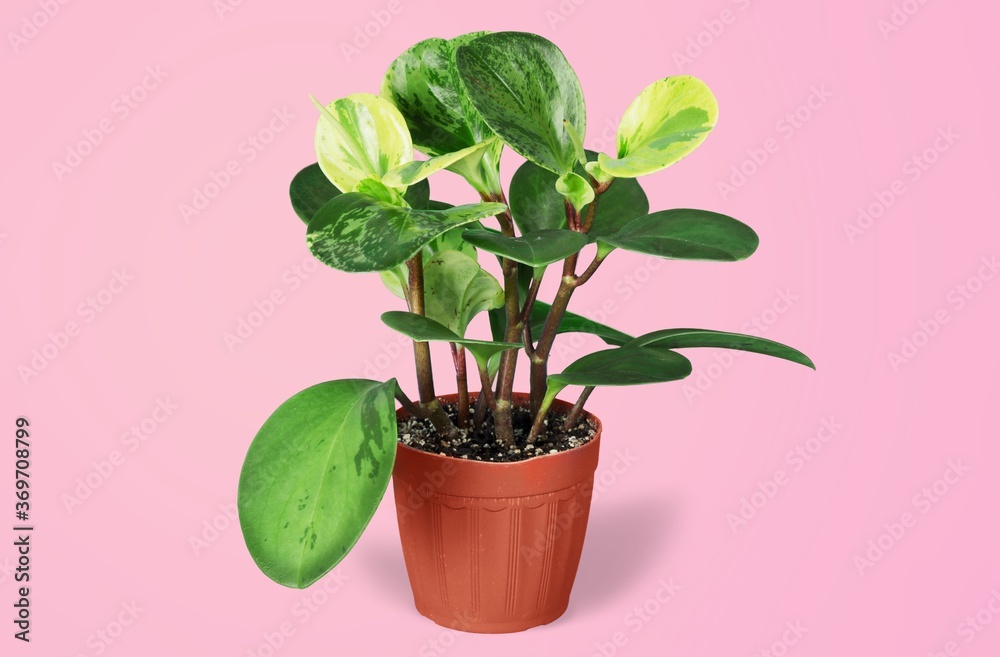 Obraz premium Arrowleaf.