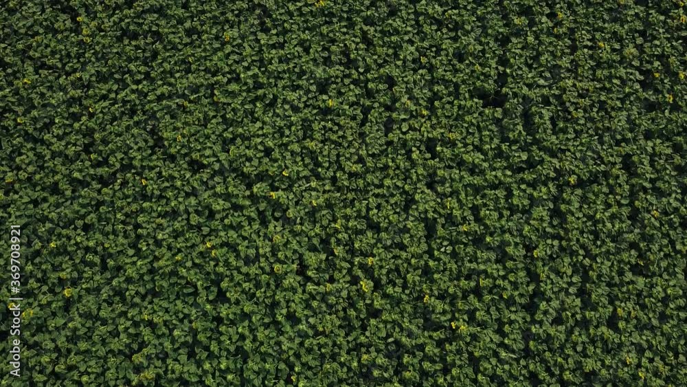 Top view of flying over young sunflowers in summer afternoon Top view of flying over young sunflowers in summer afternoon