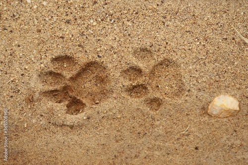  Leopard footprint in sand