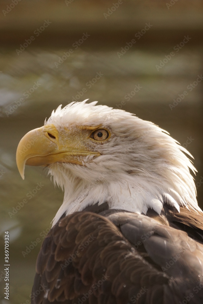 Obraz premium ハクトウワシ