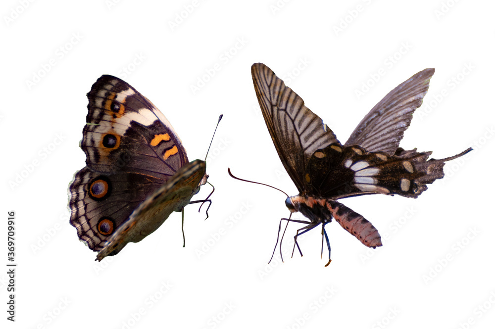 Obraz premium Butterfly spots orange yellow white background Isolate