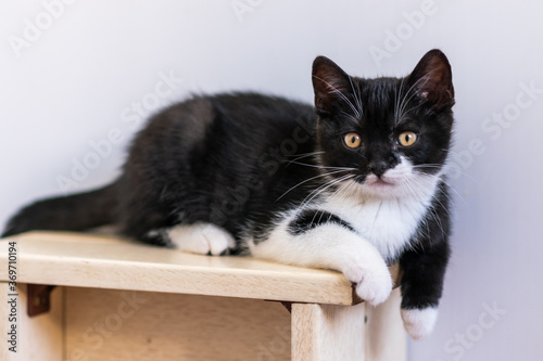 Bicolor british shorthair kitten, cute paws. black and white cat © Anna