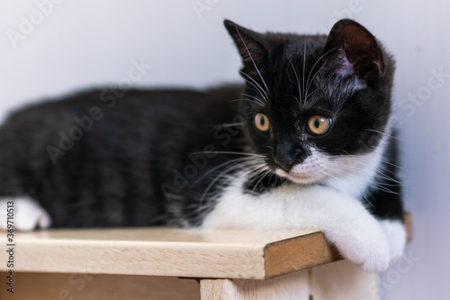 Wallpaper Mural Bicolor british shorthair kitten, cute paws. black and white cat Torontodigital.ca