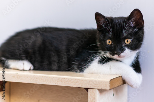Wallpaper Mural Bicolor british shorthair kitten, cute paws. black and white cat Torontodigital.ca