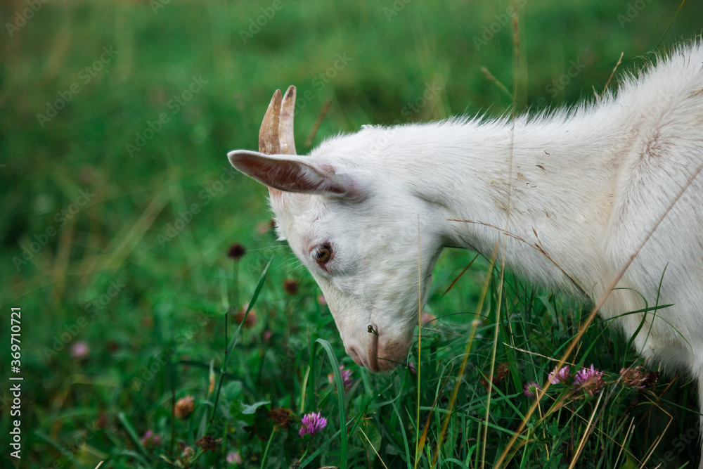 A goat grazes in a field. A small goat grazes in a field.