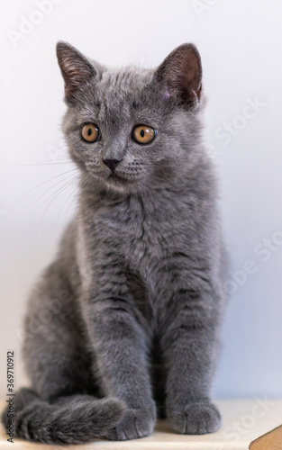 Portrait of cute blue british short hair kitten. Selective focus.