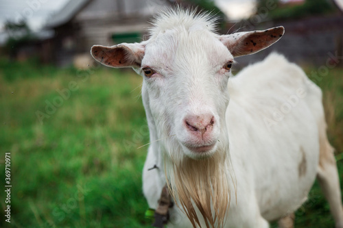 A goat grazes in a field. A small goat grazes in a field.