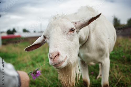 A little boy feeds a goat in a field.