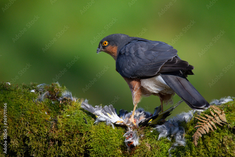 Fototapeta premium Sparrowhawk (Accipiter nisus), perched sitting on a plucking post with prey. Scotland, UK
