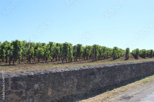 Vignes Saint-Emilion