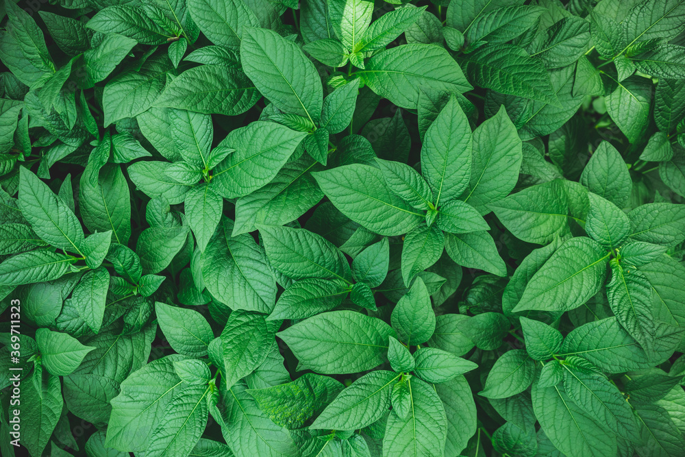 Moody macro nature photography. Green foliage full frame background. Moody macro nature photography. Green foliage full frame background.